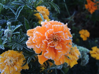 orange flower