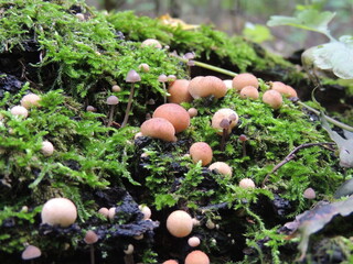 mushrooms in the garden
