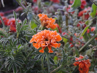 orange flower in the garden