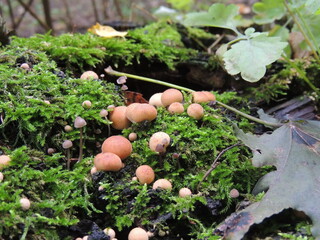 mushrooms in the garden