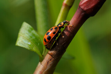 Thirteen-spotted ladybeetle or thirteen-spot ladybug, Hippodamia tredecimpunctata, crawling on a plant stem