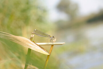 Emerald damselfly or Common spreadwing, Lestes sponsa, sitting on a dry grass stem, river