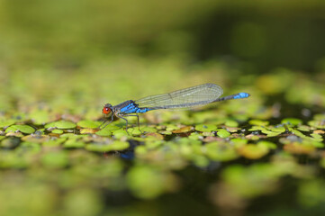 Small red-eyed damselfly or Small redeye, Erythromma viridulum, sitting on a duckweed, water river