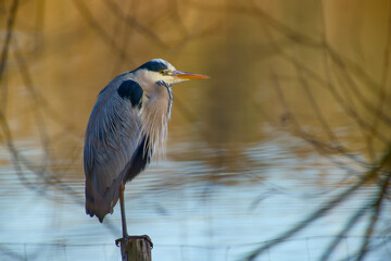 Grey heron resting on a wooden post above calm reflective water