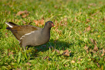 Common moorhen walking through sunlit grass in a natural habitat
