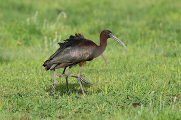 Ibis falcinelle