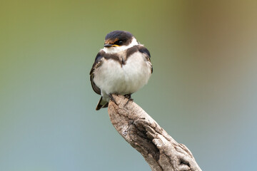Hirondelle à gorge blanche © JAG IMAGES