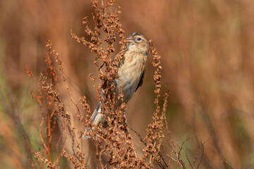 Euplecte à épaules orangées