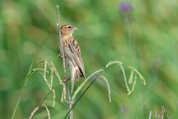 Euplecte &agrave; &eacute;paules orang&eacute;es