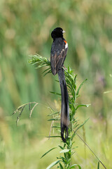 Euplecte à longue queue,Euplectes progne, Long tailed Widowbird, Afrique du Sud