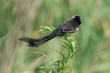 Euplecte à longue queue,Euplectes progne, Long tailed Widowbird, Afrique du Sud