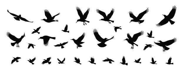 Collection of black bird silhouettes in flight flying