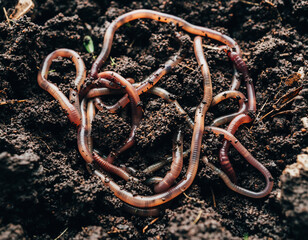 Obraz premium A cluster of earthworms crawls across rich, dark soil. Symbolizes growth, decay, natural processes, and sustainable agriculture. Great for environmental themes.