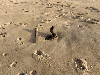 Driftwood on desert sand forming a simple optical illusion