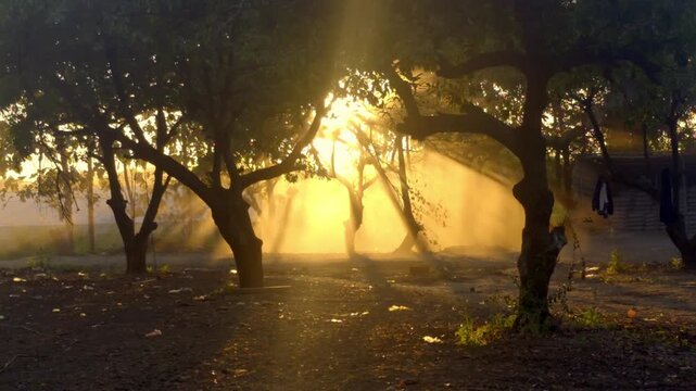 Dark tree trunks frame the image, their branches forming a natural arch around a simple rope swing that hangs motionless in the center.The overall atmosphere feels dreamlike and cinematic.