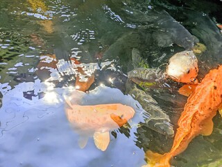 koi fish in pond