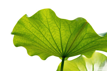 Obraz premium Vibrant green lotus leaf showcasing detailed venation in natural light