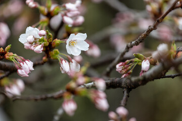 春雨に濡れた咲き始めのサクラのクローズアップ3