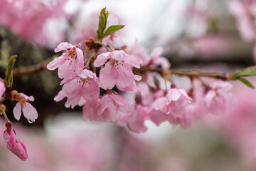 春雨に濡れて美しい桜の花のクローズアップ3