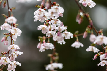水滴を蓄えしっとりとたたずむサクラのクローズアップ4