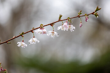 水滴を蓄えしっとりとたたずむサクラのクローズアップ1