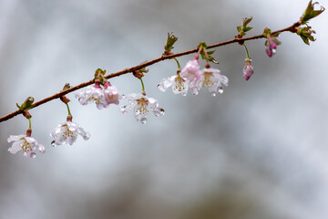水滴を蓄えしっとりとたたずむサクラのクローズアップ2