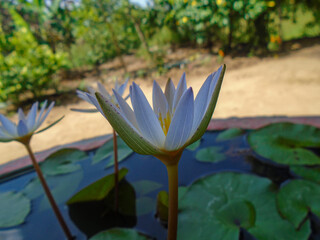 white water lily. Close-up of a beautiful white water lily blooming in a pond. White Water Lily Blooming in Pond with Green Lily Pads. Web, Desktop, Mobile wallpaper