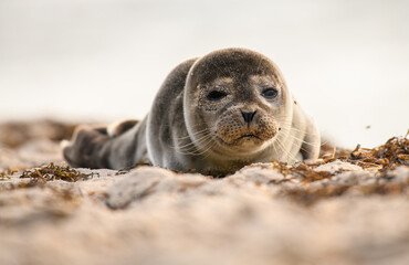 Seal on the beach on the Baltic Sea
