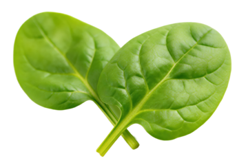 Fresh green spinach leaves healthy leafy vegetable