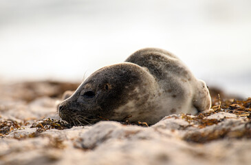 Seal on the beach on the Baltic Sea