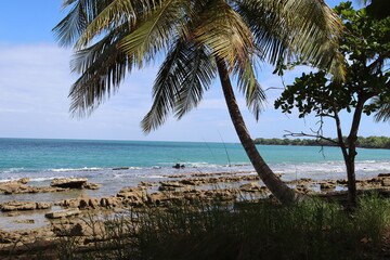 Cocotiers bord de mer plage de cluny