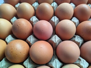 Fresh Free Range Eggs in Cardboard Packaging