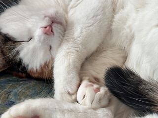 Die Katze schl&auml;ft