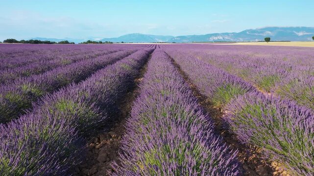 Blooming lavender fields with blue lavender flowers in summer France. Farm for the production of lavender oil.