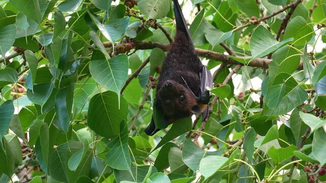 A wild flying fox hanging upside down off the branch, chewing the food, close up shot of a fruit bat native to Australian.
