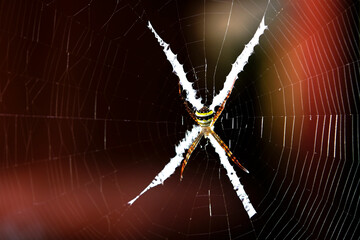 Intricate Spider Web with Colorful Spider Captured Up Close in Nature