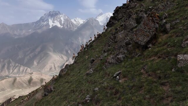 Herd Of Wild Siberian Ibex Running On Rocky, Steep Mountains In Kyrgyzstan. Aerial Tracking Shot
