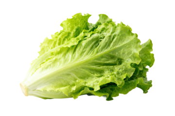 Fresh green lettuce leaf isolated on white background