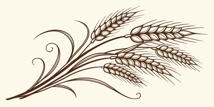 Elegant vector illustration of wheat ears with graceful curves, natural botanical design, isolated on white background, detailed graphic art, decorative concept