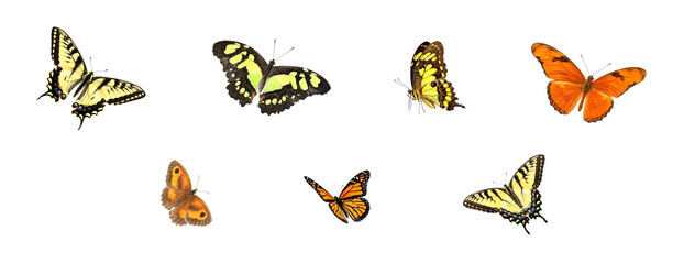 Eastern Tiger Swallowtail, Malachite Butterfly, Thoas Swallowtail, Julia Butterfly, Gatekeeper Butterfly, Monarch Butterfly &ndash; Colorful Butterfly Collection on White Background