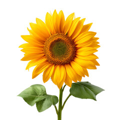 Fototapeta premium sunflower isolated on white background