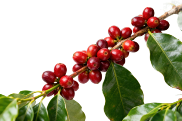 Fresh red coffee cherries on a coffee tree branch