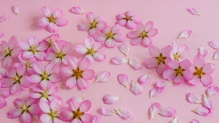 Gentle Spring Pink Floral Background. Delicate Apple Tree Flowers and Scattered Petals on Pastel Pink Backdrop.