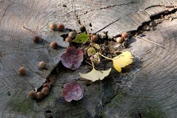 切り株に落ちたドングリと落ち葉