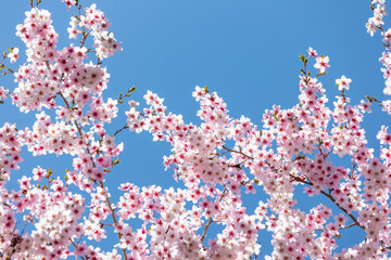 素晴らしい青空に広がる満開の桜の花のアップ1