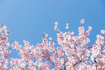 素晴らしい青空に広がる満開の桜の花のアップ8