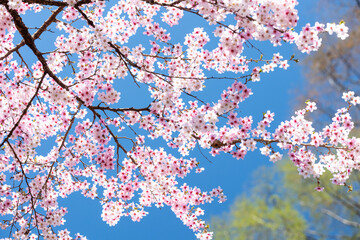 素晴らしい青空に広がる満開の桜の花のアップ9