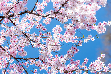 素晴らしい青空に広がる満開の桜の花のアップ10