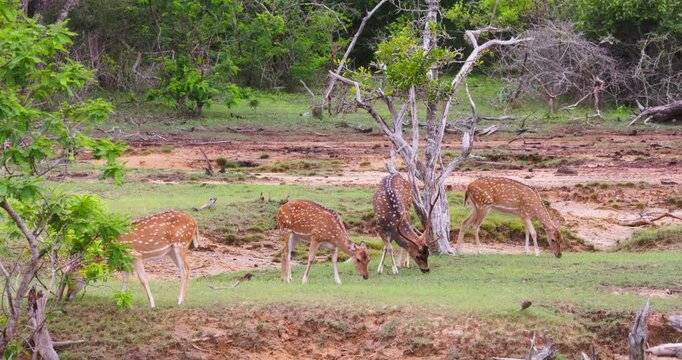 Axis Deer (Axis axis) in Yala National Park, Sri Lanka