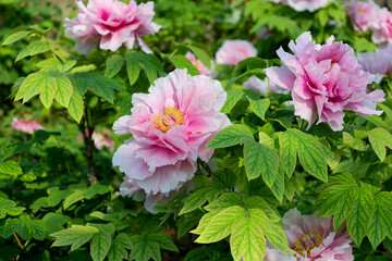 Blooming peonies in Luoyang, China